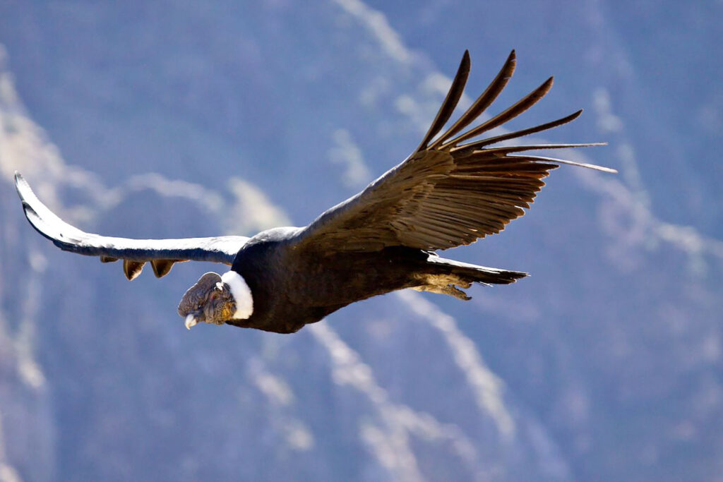 Andean Condor - Colca Canyon