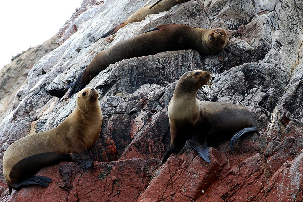 Sea lions - Ballestas Islands