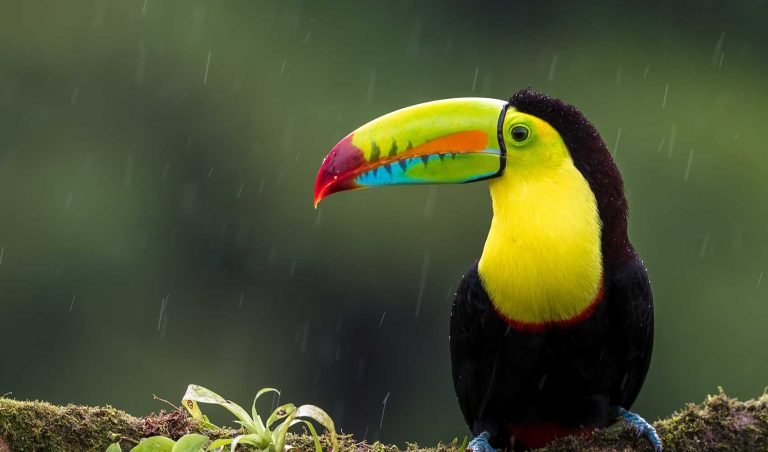 Toucan Amazon Forest